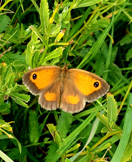 Oranje zandoogje