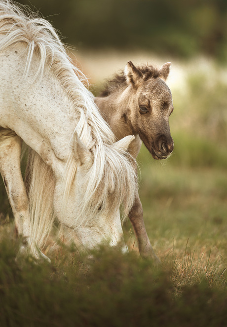 Zo lief!