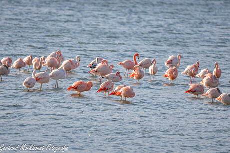 Flamingo's