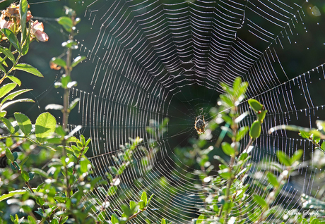 "Spiderweb..."