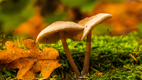 Mag ik dan bij jou....