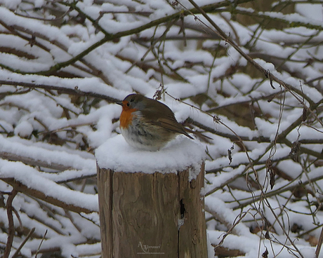 Roodborstje in de sneeuw