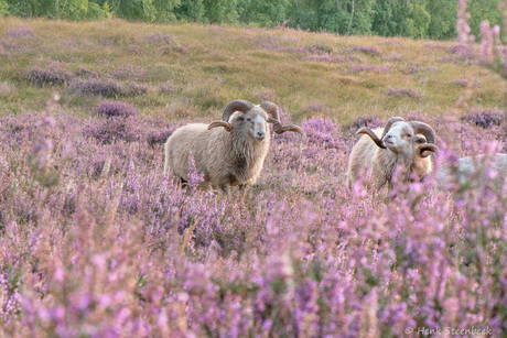 Drentse heideschapen