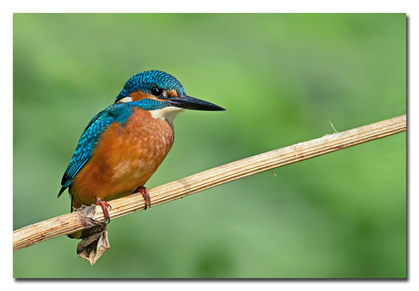 The Kingfisher