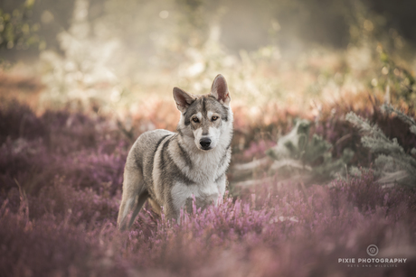 Tamaskan Håkon op de paarse heide