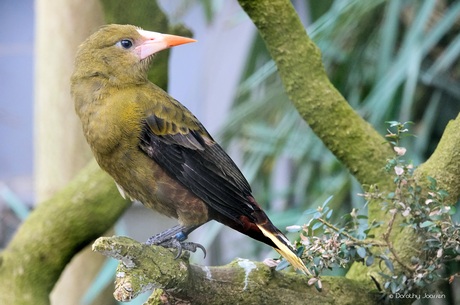 Groene oropendola