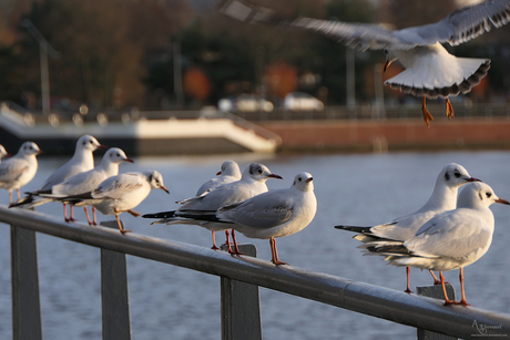 Kok  meeuwen sloterplas