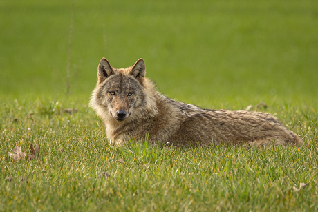 Verassende ontmoeting met een wolf