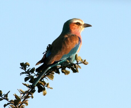 Lilac breasted roller