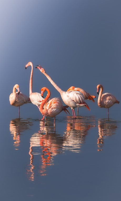 Flamingo's op het Grevelingenmeer 