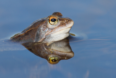 Frog reflections