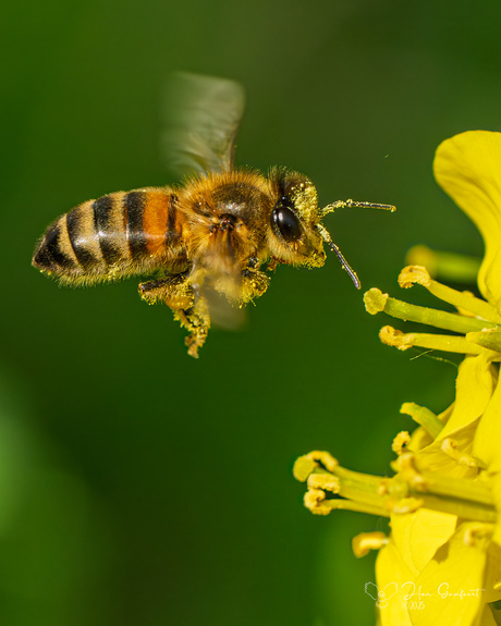 Honingbij bij Koolzaad bloem