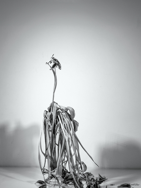 Nederland Tulpenland