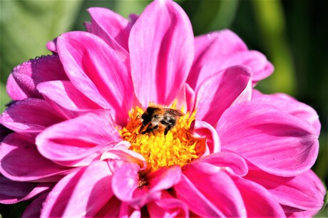 hommel op zoek naar nectar