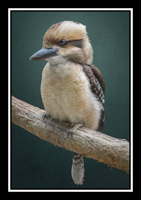 Kookaburra