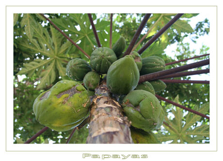 Papayas at the tree
