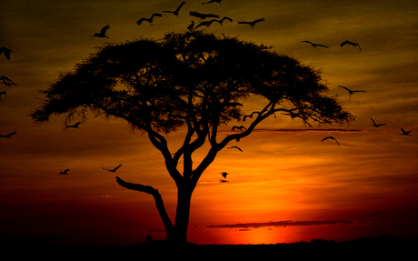 Zonsondergang Amboseli NP ( Kenia )