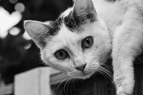 Gluurkat
