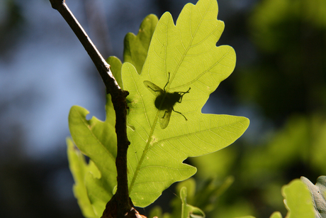 Vlieg achter blad