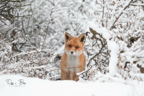 Vos in de sneeuw