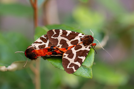 Parende Grote Beren