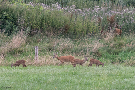 Familie ree