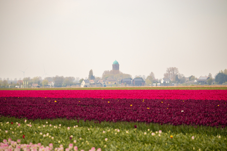 Tulpenveld