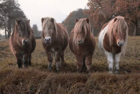 The pony boyband