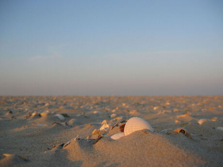 Schelpen op Texelsstrand