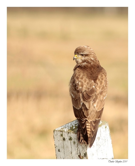 Buizerd Engbersdijkvenen