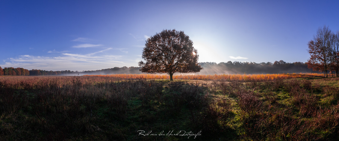 Scerinity - - - foto door RikvandenHurkphotography op 02-03-2020 - deze foto bevat: kleuren, boom, natuur, mist, vrijheid