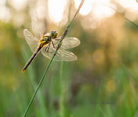 Libelle in het avondzonnetje