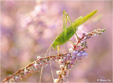 Grasshoppper drying in the sun