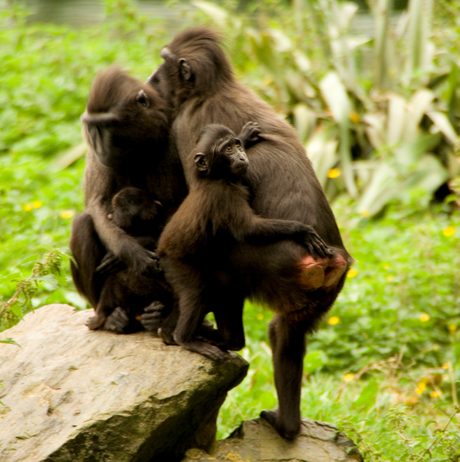 Dublin Zoo