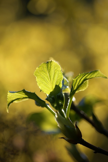 In the light of the sun...