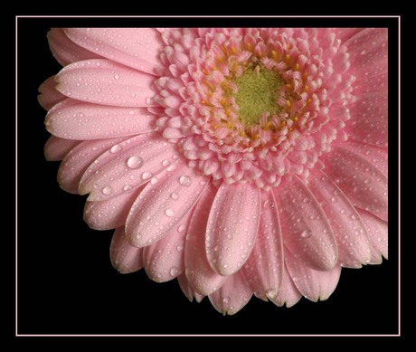 Gerbera 2