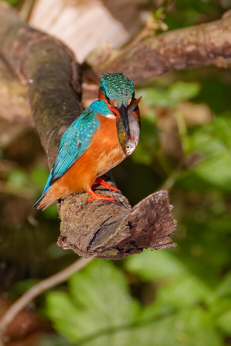 ijsvogel met visje