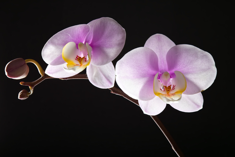 Orchidee