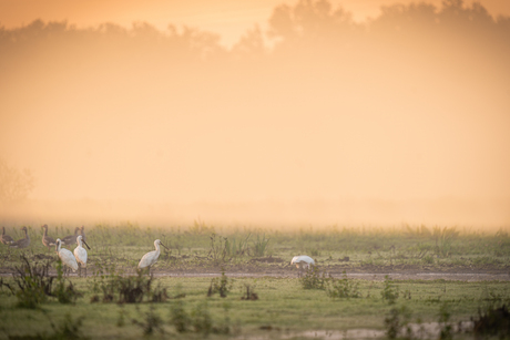 Lepelaars in de mist