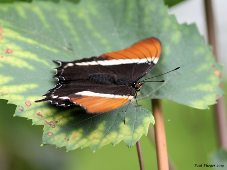 Siproeta epaphus