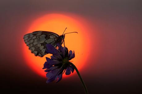 marbled white sunset