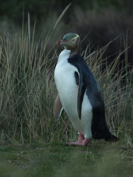 Geeloogpinguin