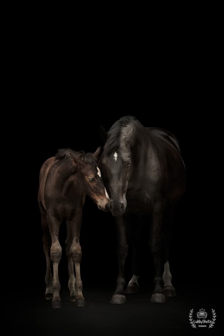 Veulen met merrie 