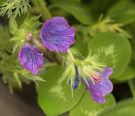 Weegbreeslangenkruid (Exoot)