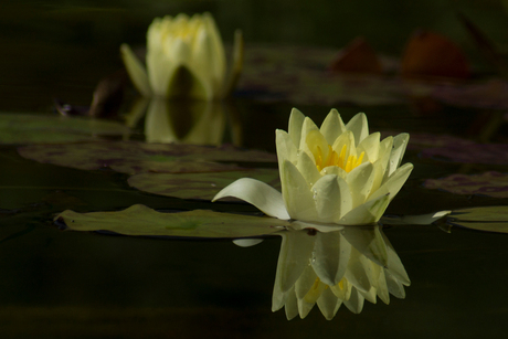 Spiegeling waterlelie