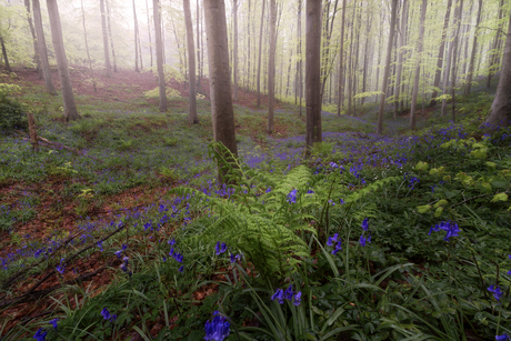 Hallerbos