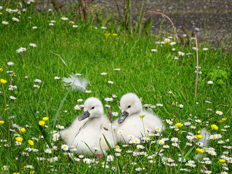 Jonge zwanen!