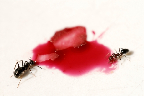 Bruine mieren aan de drank