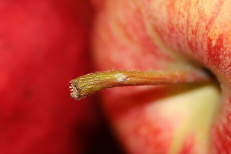 Appeltje voor de dorst