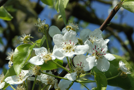 Bloesem in de Betuwe